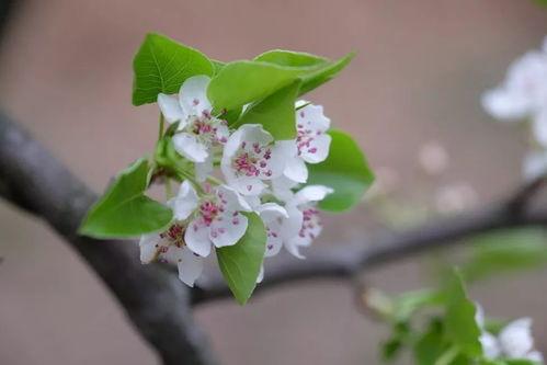 野梨图片,自然界的瑰宝与生态画卷